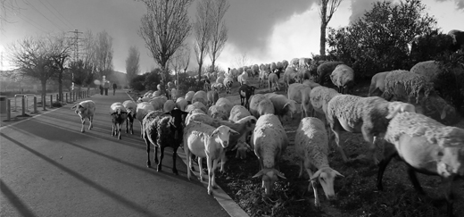 RECUPERACIÓ MEDIAMBIENTAL DEL RIU LLOBREGAT